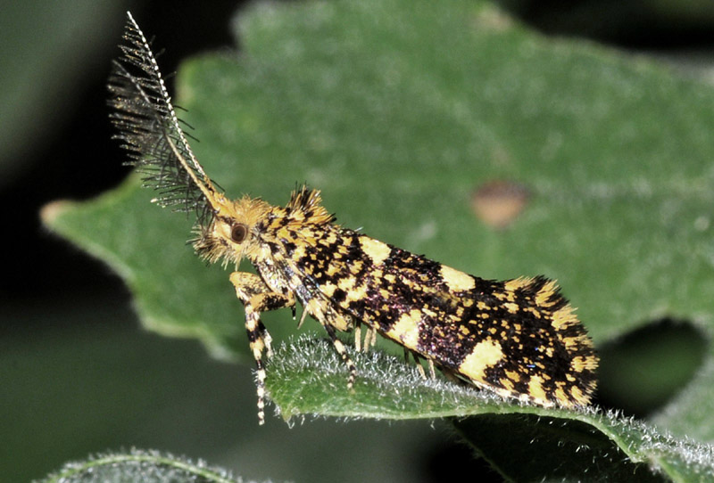 Euplocamus ophisus